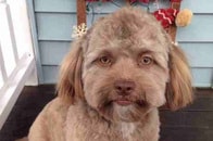 キモかわいい！　「人間」すぎる人面犬にネットが大騒ぎ