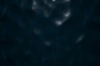 深海の調査中に初めて生きている姿を確認された「奇妙すぎる魚」…その姿を映した動画にSNS民驚愕
