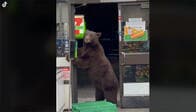 セブンイレブンに「来店」したクマ、感染症対策も欠かさず？