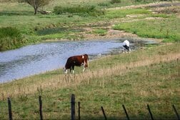 シャモンダウイルスは世界で初めてヒトへの感染確認、患者は死亡…感染拡大のリスクは？