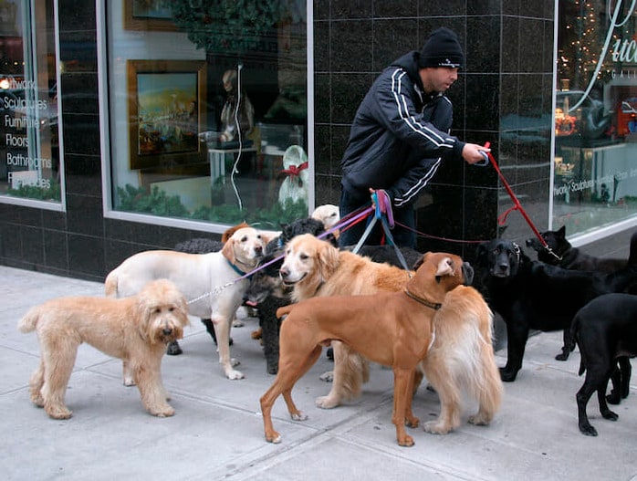 犬の散歩で年収1300万円 NY富裕層からドッグ・ウォーカーへの依頼