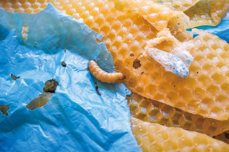 ハチノスツヅリガはハチの巣を食い荒らす害虫として知られていた　SIMONA GADDIｰHANDOUTｰREUTERS