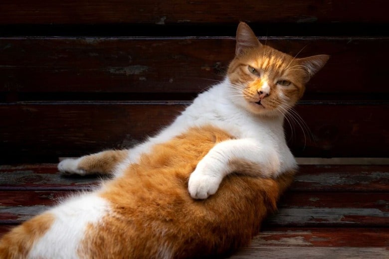 ユニークな習性で人気が高い茶トラ猫（写真はイメージです）　J DDDD-Unsplash