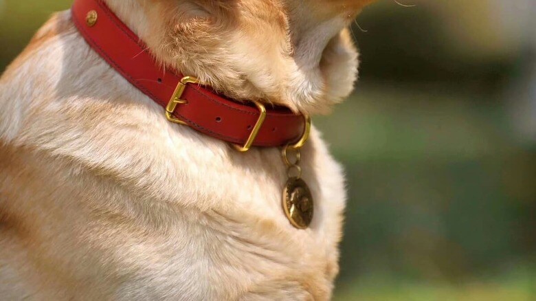犬の首輪には飼い主の思いが表れることも（写真はイメージです）　Lepeto-Unsplash