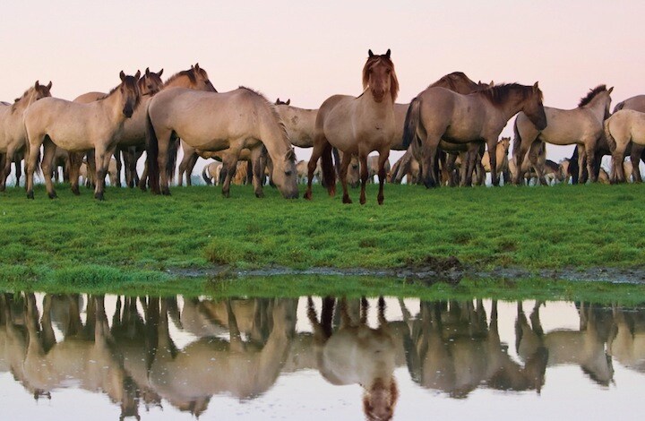 『あたらしい野生の地―リワイルディング』