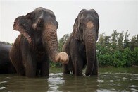 「寝込みを襲われ、逃げる間もなく踏み殺された」...ゾウの群れが村を襲撃、幼児2名含む6名死亡