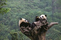 絶滅の危機を脱したパンダの悠々自適ライフ