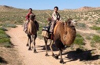 井戸が干上がり、草原は枯れる中国西部。砂漠化とともに失われる価値観