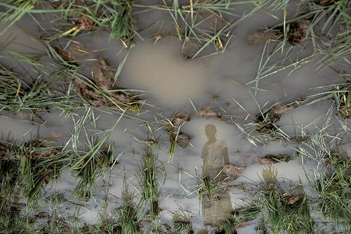 野生のゾウの群れに水田を踏み荒らされたアブドゥル・ハミド。約480ドルをかけて水田を耕したがその費用は無駄になってしまった。7人家族をどうやって養っていけばいいのかと途方に暮れ、水田に立ち尽くす(写真は撮影後、上下を逆にしている。22年9月)<br>