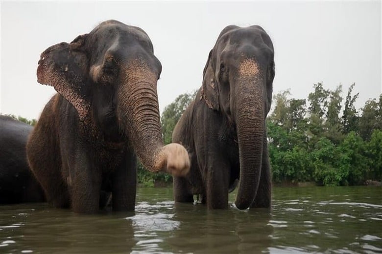 インドでは人間とゾウの接触による事件が相次いでいる（写真はイメージ）　venkat3929-shutterstock