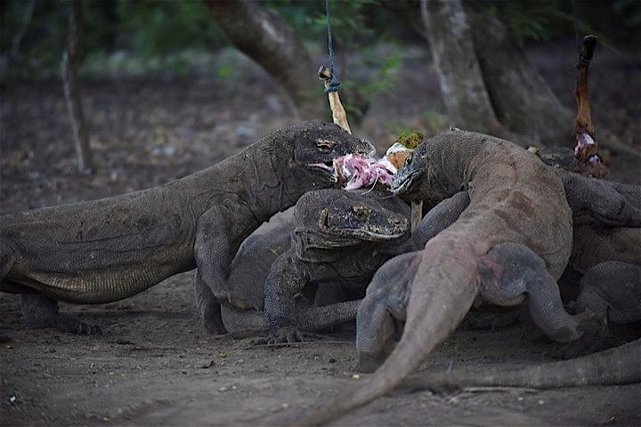 群れでヤギを襲うコモドドラゴン　Antara Foto/Wahyu Putro A via REUTERS