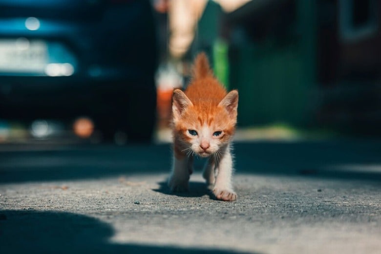 外の世界は危険だらけ（写真はイメージです）　Road Ahead-Unsplash