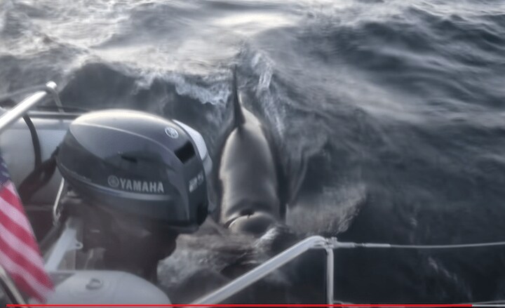 今年10月、ポルトガル沖で2時間にわたり体当たりを繰り返したシャチ　 Halcyon Yachts - International Yacht Delivery/YouTube