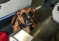 アメリカの航空会社、「感情支援動物」の機内同伴、犬だけに制限へ