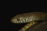 【動画】真夜中の悲劇...女性がトイレでヘビにかまれる...カメラが捉えた瞬間