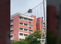 【動画】住宅街の電飾に絡み付いたアミメニシキヘビ