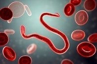 股間の痛みに悩む男性、陰嚢で踊る寄生虫を発見