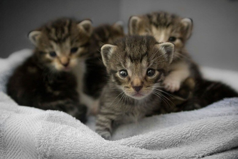 にぎやかな子猫たち（写真はイメージです）　Q Aila-Unsplash