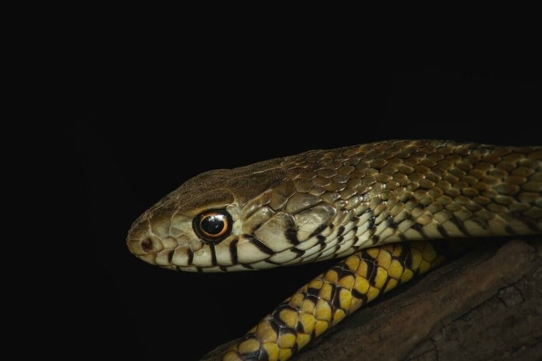 暗闇のトイレで遭遇した「忍び寄るヘビ」の恐怖（写真はイメージです）　Harshit Suryawanshi-Unsplash