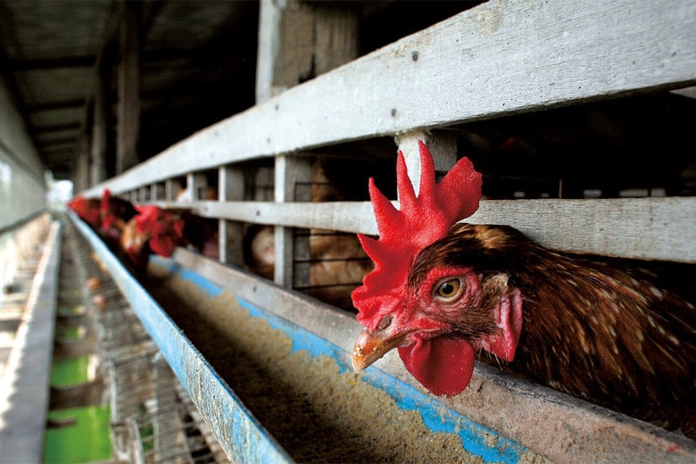 飼育環境の改善も見られるが、鶏の「苦しみ」は消えていない　PAULA BRONSTEIN/GETTY IMAGES
