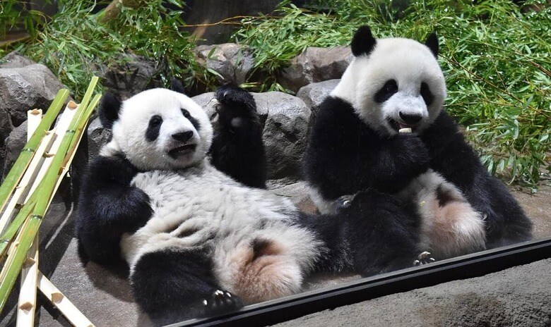 2021年に生まれたジャイアントパンダの双子、レイレイ（左）とシャオシャオ（右）。