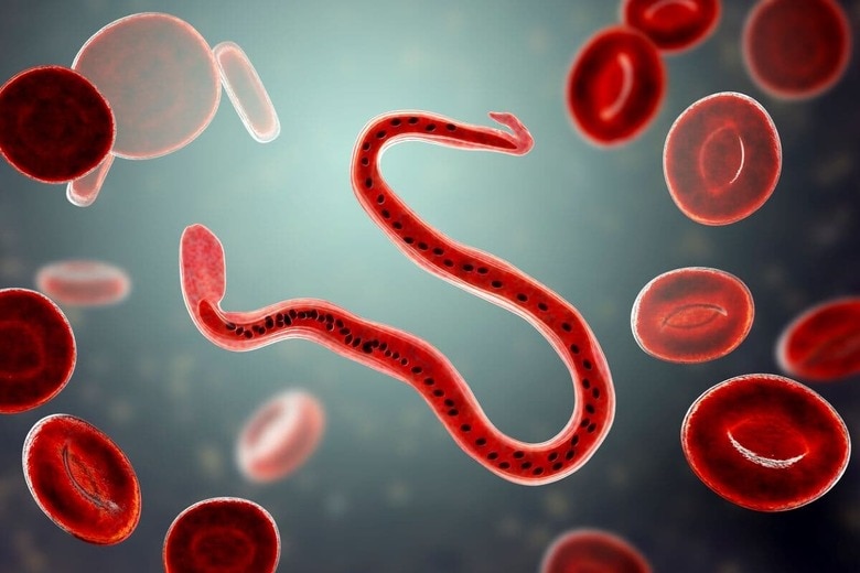 （画像はイメージです）　Dr_Microbe-iStock