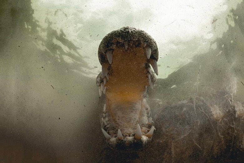 （写真はイメージです）　Vladimir Turkenich-Shutterstock