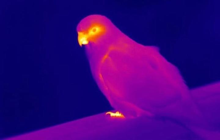 オウムのクチバシが他の部分よりも暖かいことを示す　Credit: Alexandra McQueen