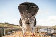 子どもの痙攣には「鳩の尻」が効く（でも鳩は死ぬ）──奇妙な医学事件簿
