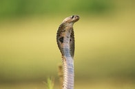 配達されたアマゾン梱包に「猛毒コブラ」が...衝撃映像に「熱帯雨林から発送された？」とツッコミ続出