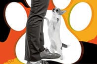 奔放な愛犬の「腰振り」に気まずい思い