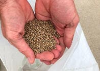 米中摩擦のアメリカ農家に光明？ 大麻の原料ヘンプは救世主か