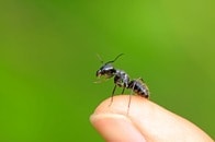 インド生まれの『方丈記』研究者が、日本のアリの研究者を訪ねて考えた「契約」の話