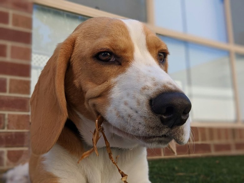 モデル級の笑顔を見せる犬（写真はイメージです）　Giollianosulit Sulit-Unsplash