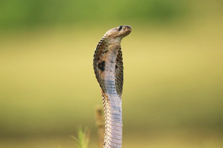 （写真はイメージです）　Jinendra Photographer-Shutterstock