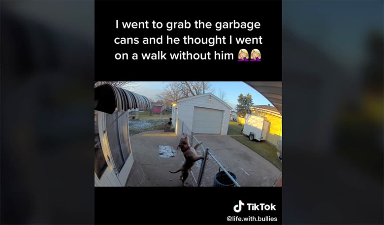 @life.with.bullies/TikTok