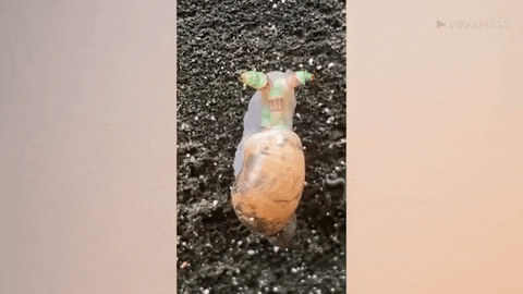 寄生虫に乗っ取られ、鳥に食べられるように目立っていたカタツムリ...... Viral Press-YouTube