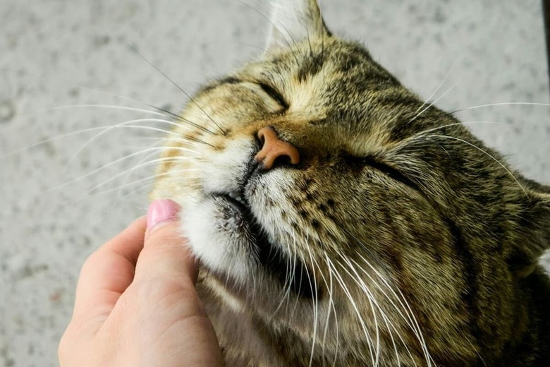 入院中の母親を喜ばせようと、猫をこっそり病院に...（写真はイメージです）　Lena-Koval-unsplash