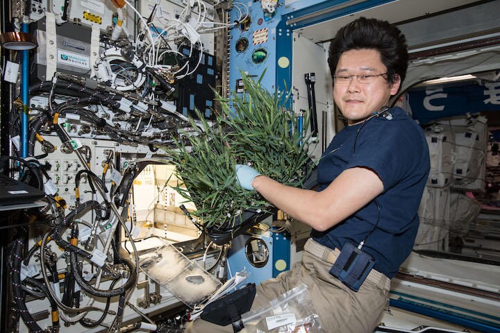 植物栽培実験装置（Plant Habitat）で育成した植物と金井宇宙飛行士   JAXA/NASA