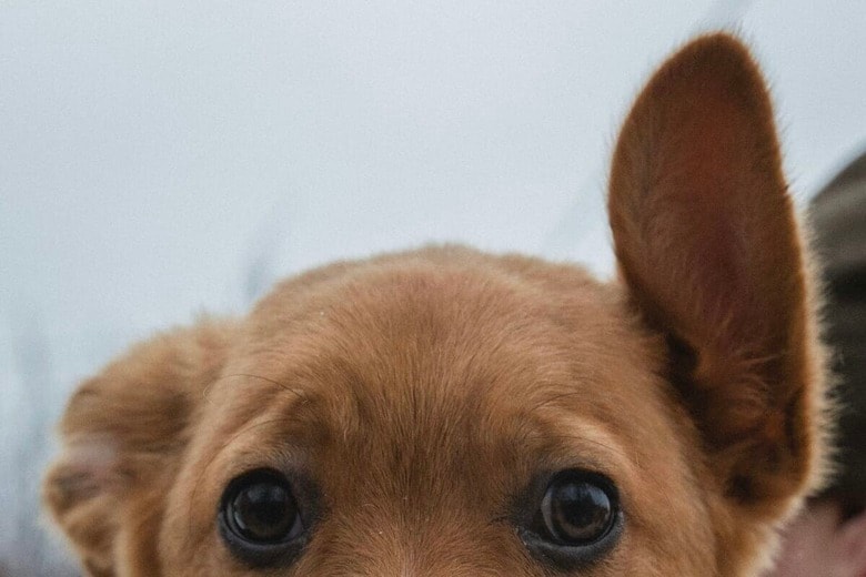 犬は雑談も聞いている？ 「会話の中の名前」を聞き分ける能力が明らかに（写真はイメージです）　 Ivan Lopatin-Unsplash