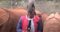 【動画】真面目な中継中、ゾウの長い鼻がレポーターの顔を覆い隠す