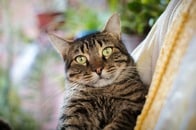 【画像】猫にゲットされた飼い主...「選ばれた」運命の出会い