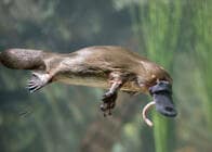 「地球上で最も奇妙な動物」カモノハシの全ゲノムをマッピングすることに成功