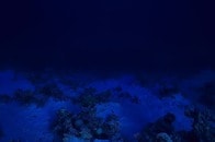 【写真】北極海で発見された、400年近く生きる生物