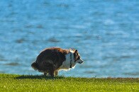 犬の「うんちを食べる行為」の謎がついに解けた！？