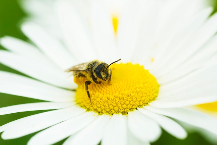 ハチの死滅が懸念されるが…　dmf87-iStock