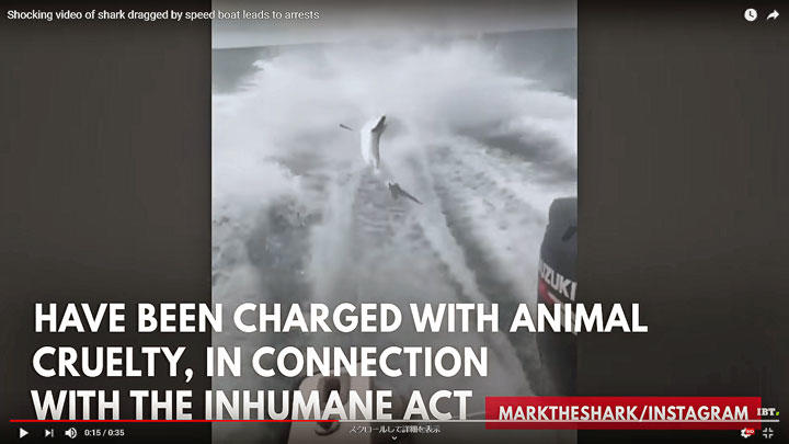 「これは拷問だ」と、フロリダの海洋研究所の所長は言った　IBTimes UK/YOUTUBE