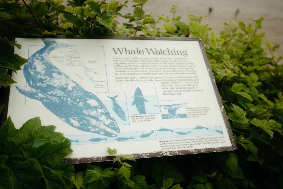 クジラの死骸漂着が異常な多さ…回遊の途中で次々に死んだ原因は？

クジラたちは蓄えた脂肪を回遊の半ばで使い果たしていた
