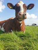 牛乳を大量消費する世界のトイレと化したオランダ