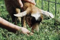 赤ちゃんヤギと触れ合った人が感染の恐れ…死を招く狂犬病の症状とは